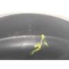 MOLDURA 5G0858559H 7C1857053H