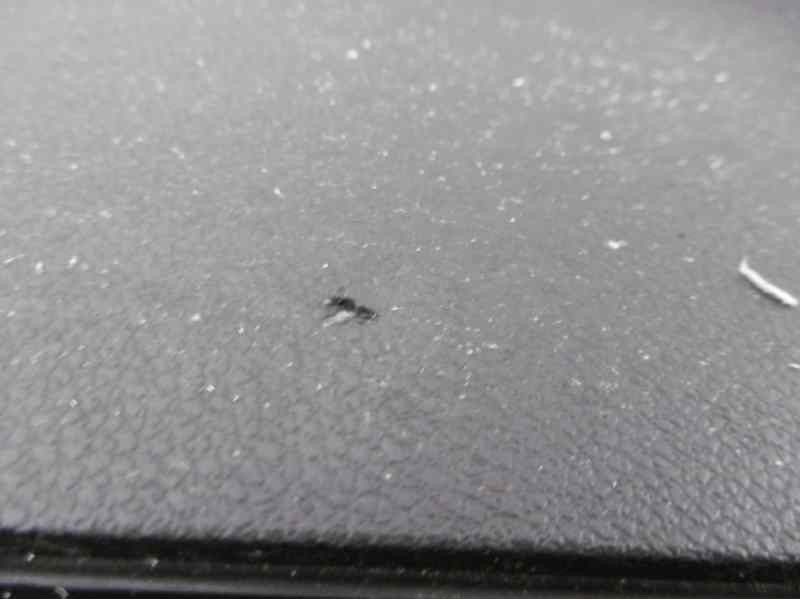 Recambio de kit airbag para peugeot 308 sport referencia OEM IAM 96810154ZD 9674291480 