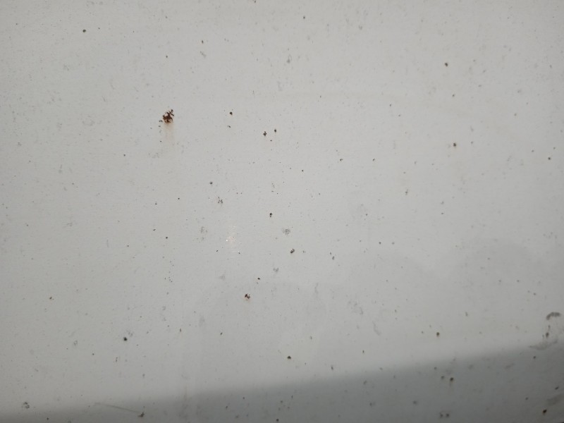 Recambio de capot para citroën jumper ii autobús 2.2 hdi 120 referencia OEM IAM   