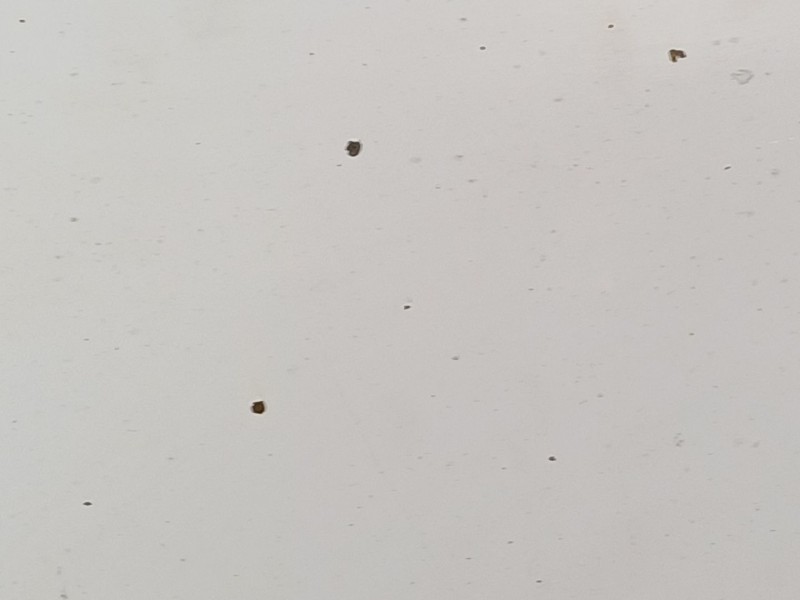 Recambio de capot para renault trafic ii caja/chasis (el) 1.9 dci 100 (el0c) referencia OEM IAM   