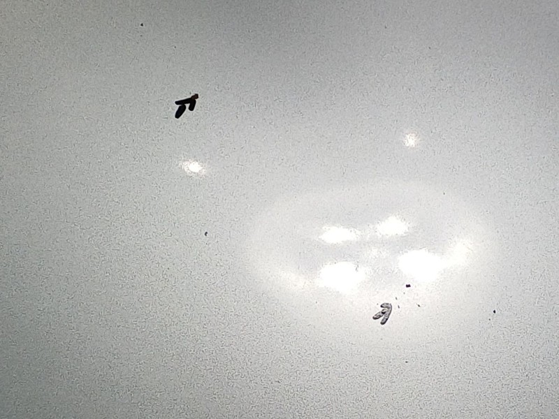 Recambio de capot para seat toledo iii (5p2) 1.9 tdi referencia OEM IAM   