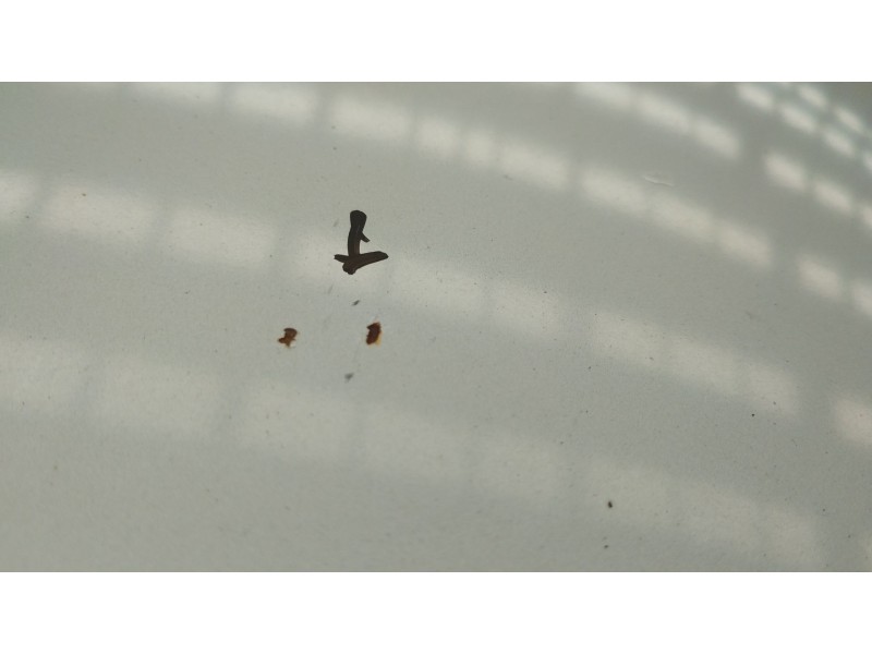 Recambio de capot para fiat 500 (312_) 1.2 (312axa1a) referencia OEM IAM   