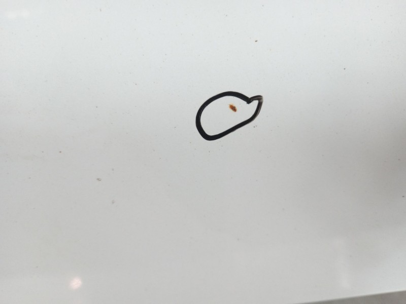 Recambio de capot para audi a3 (8v1, 8vk) 1.6 tdi referencia OEM IAM 8V0823029D  