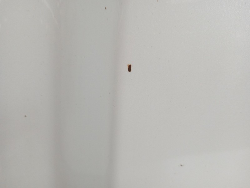 Recambio de capot para mazda 3 lim. () center-line referencia OEM IAM BHY05231XA  